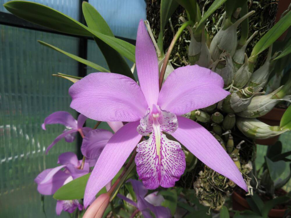 Laelia majale